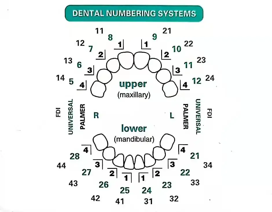 歯科用コンポジットレジンベニア用歯型、光硬化充填用、前歯用、 - Teeth Whitening Moulds のレビューと価格