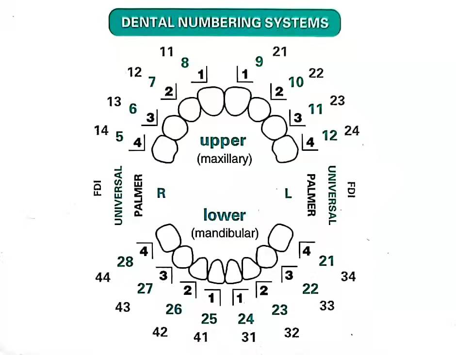 32 ピース/セット歯科ベニヤモールドキット複合樹脂モールド - Teeth Whitening Moulds のレビューと価格